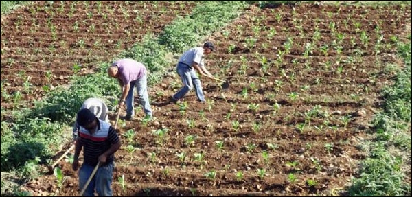 Agriculture Agriculture