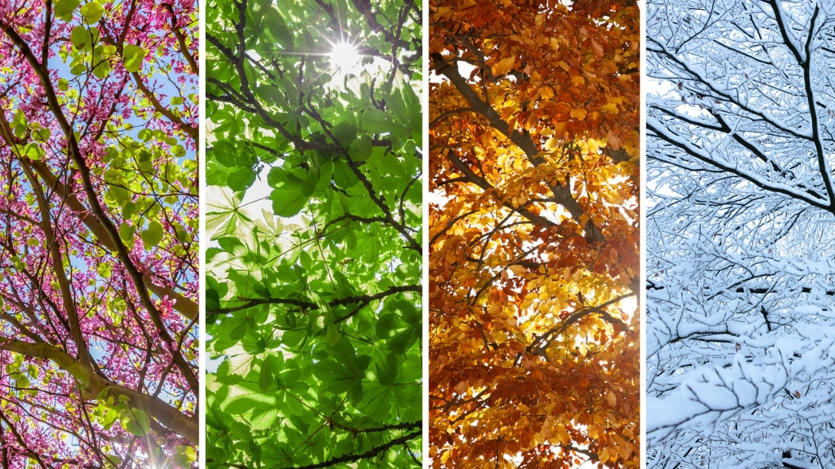 Seasonal Changes Impact on Our Emotions